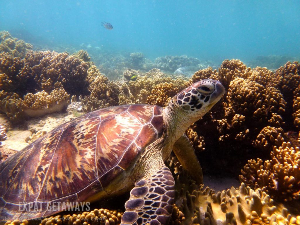 Great Barrier Reef - ExpatGetaways/Traveleira