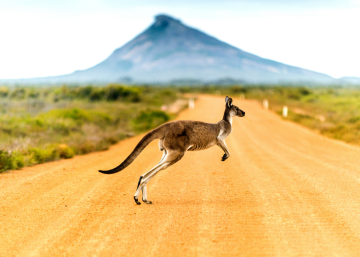 Australia has some of the best wildlife tours in the world