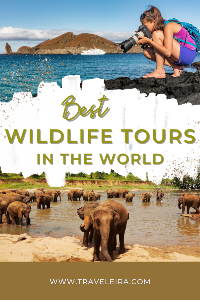 Discover some of the best wildlife tours in the world and those destinations where wildlife enthusiasts can immerse in nature.