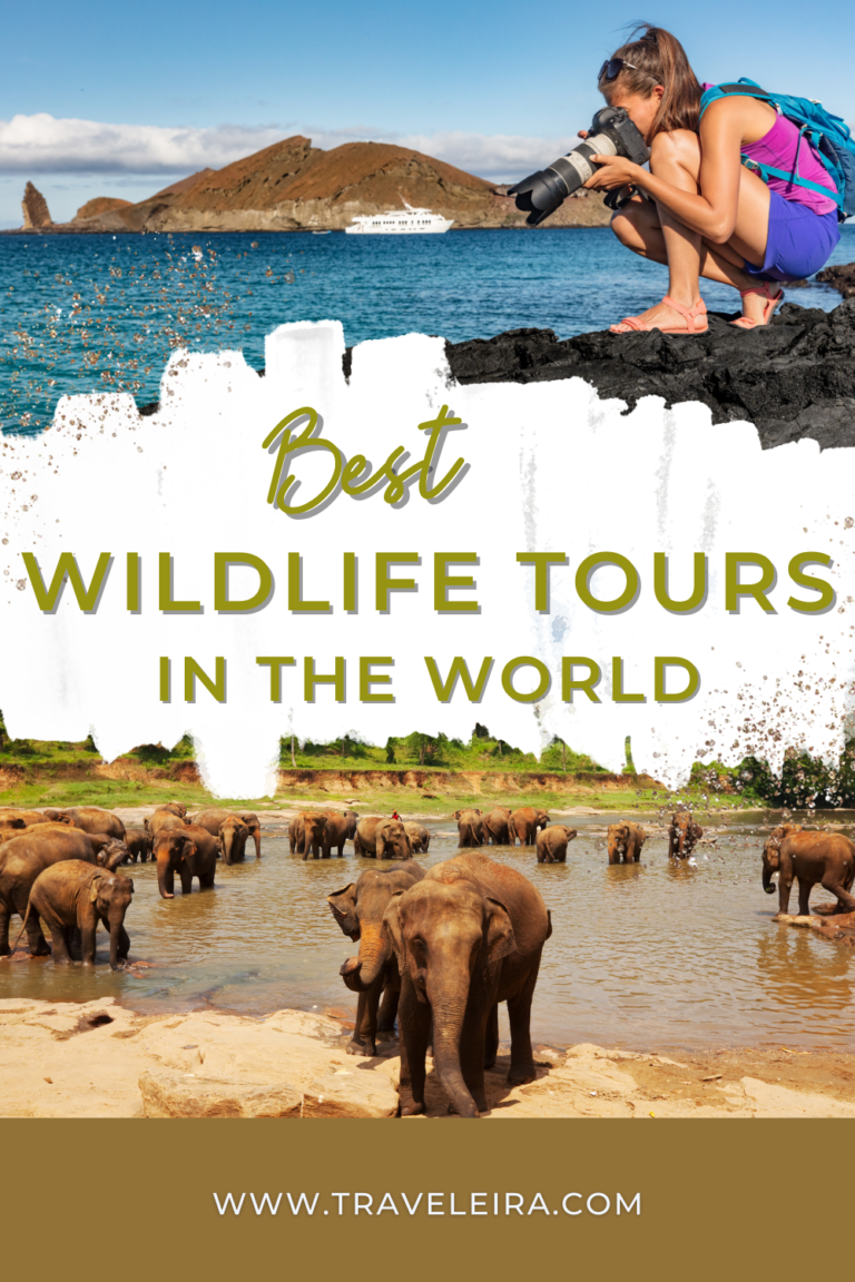 Best Wildlife Tours in the World [2026] | Traveleira