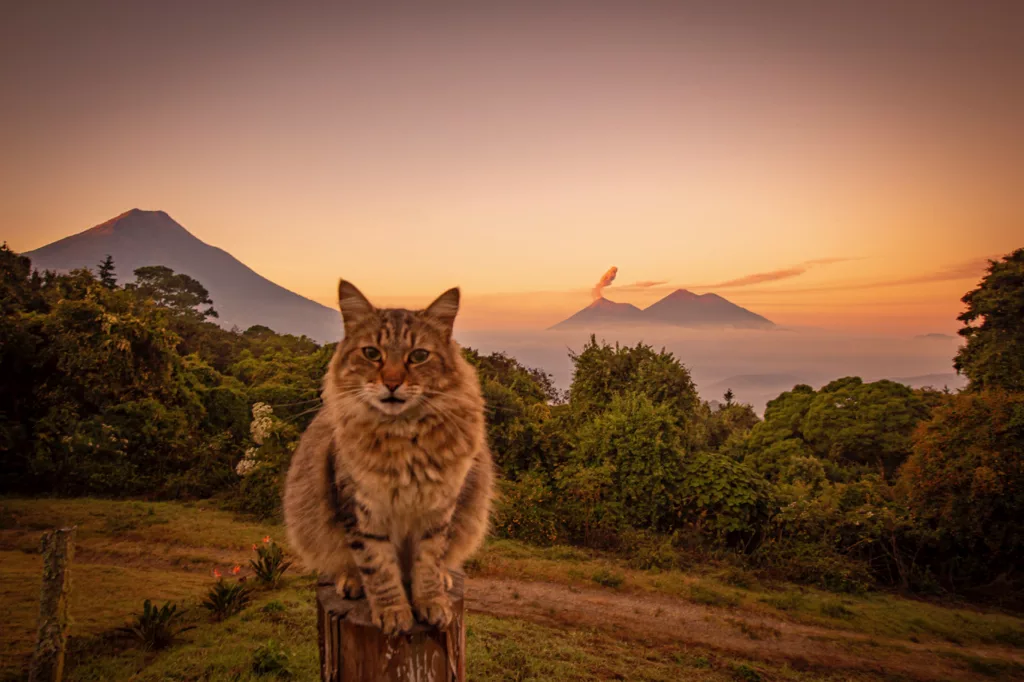 A cat with the volcano views in Antigua Guatemala while we discover how does trusted house sitters work