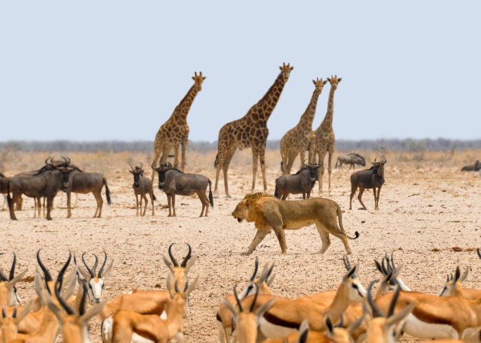 Namibia provides some of the best wildlife tours in the world