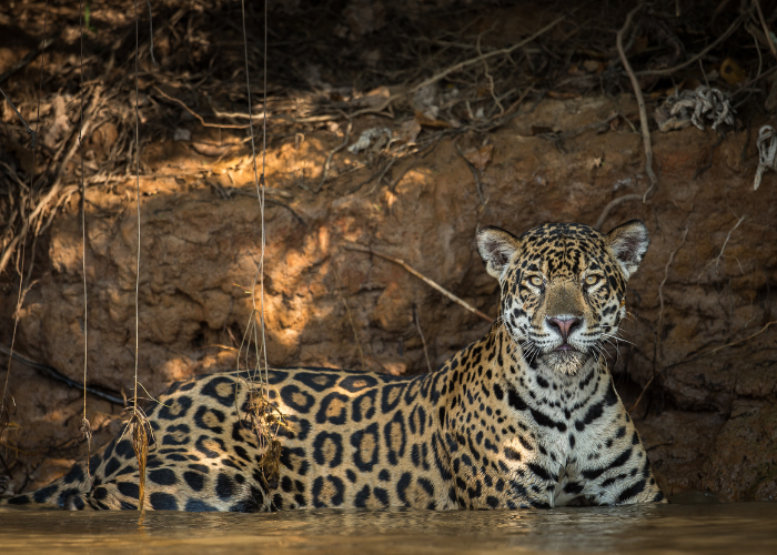 Brazilian Pantanal offer some of the best wildlife tours in the world