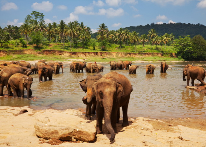The elephants in Sri Lanka are some of the best wildlife tours in the world