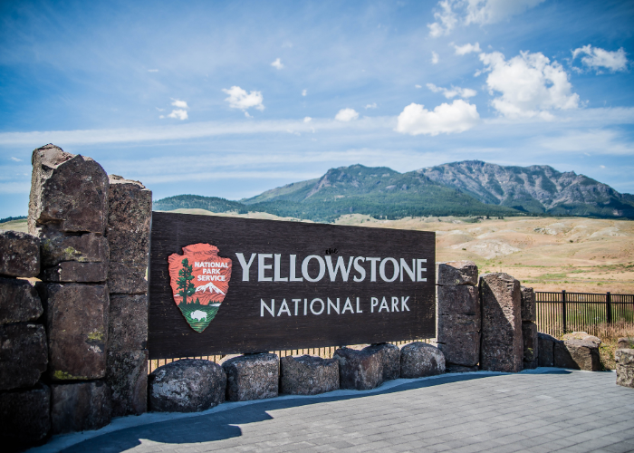 Yellowstone is a national park where you can find some of the best wildlife tours in the world