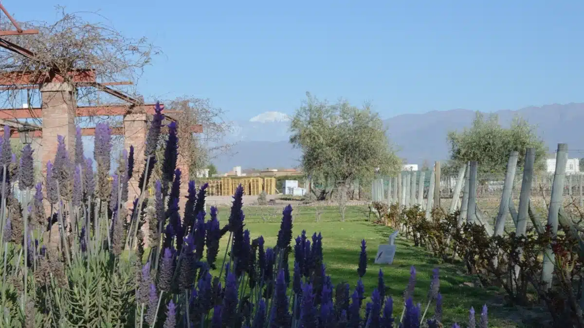 The views from Mendoza, Argentina