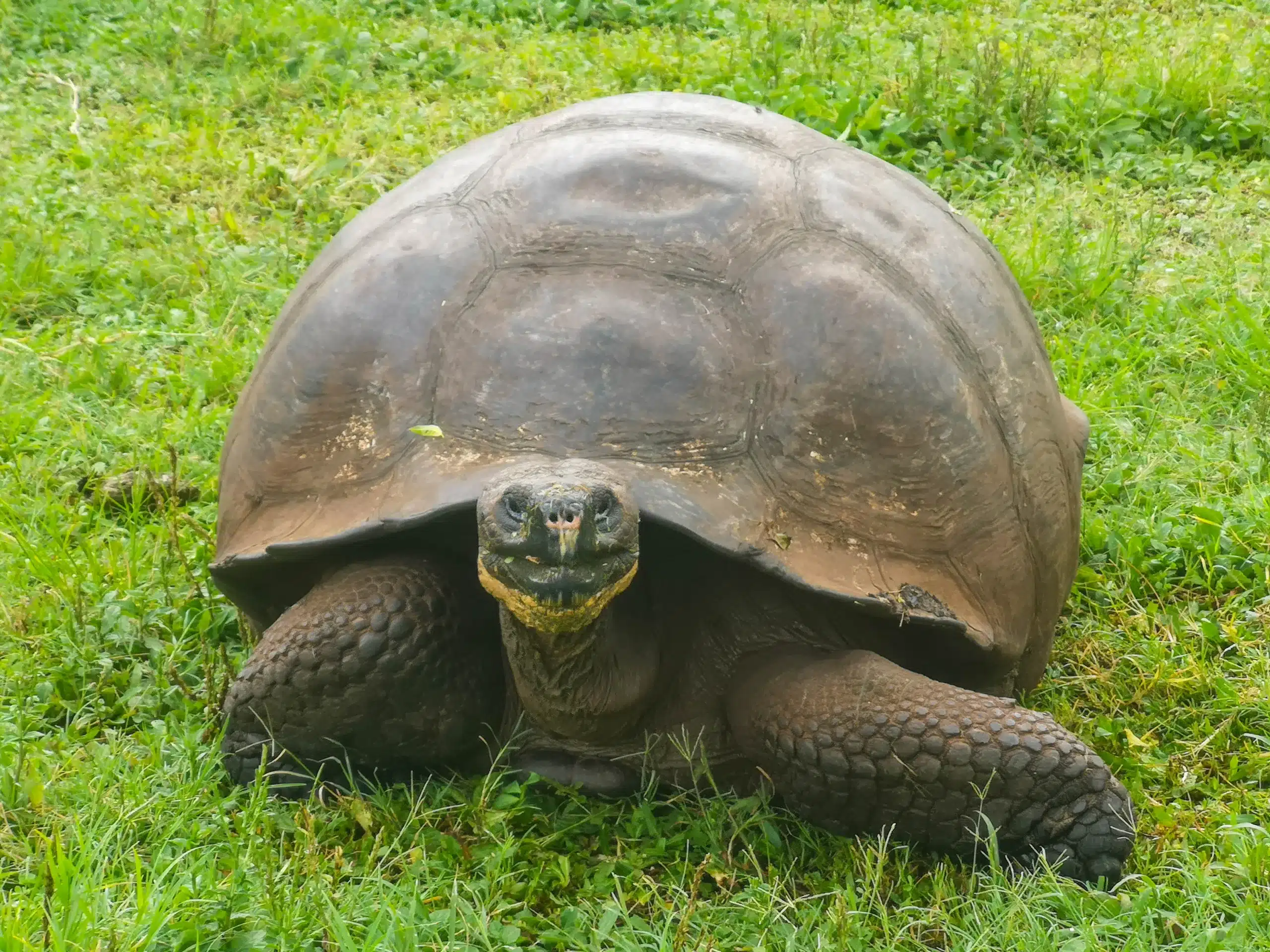 A turtle in Puerto Ayora, Galápagos Islands