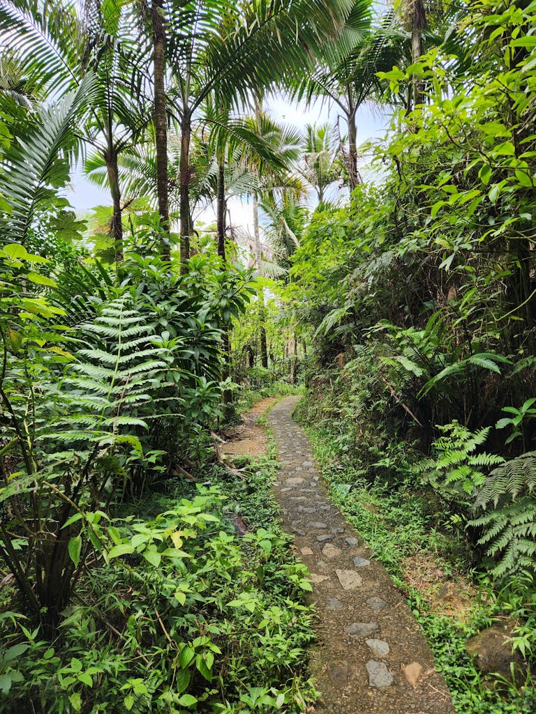 Best Tours in Puerto Rico in 2026 According to a Local 2 Hiking in El Yunque National Rainforest, Puerto Rico