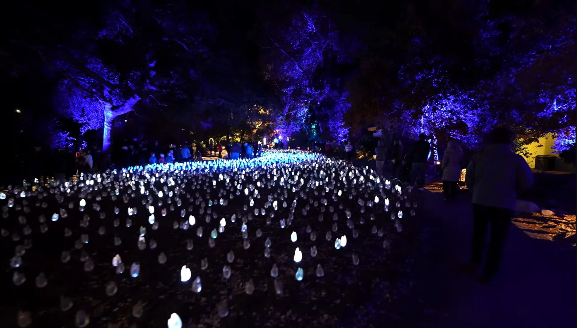 Best Places for Solo Christmas Travel in 2026 23 Enchanted Forest of Light in Los Angeles