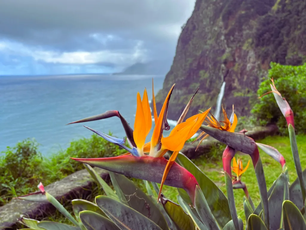 Best Places for Solo Christmas Travel in 2026 6 Madeira in Winter