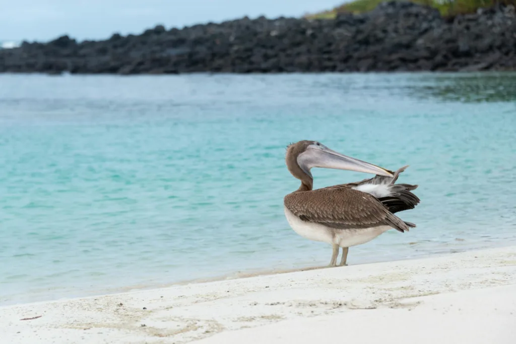 Best Ideas for Solo Trips in 2026 11 pelican on a beach
