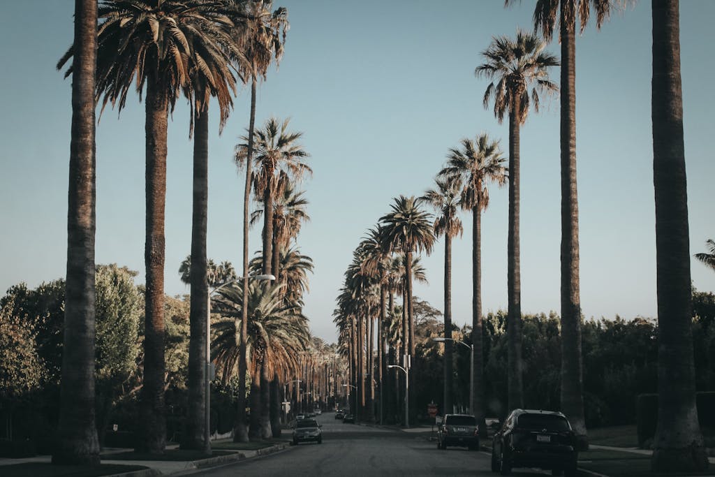Lugares Para Visitar en Los Angeles en 2026 2 Black Vehicle Beside Palm Tres