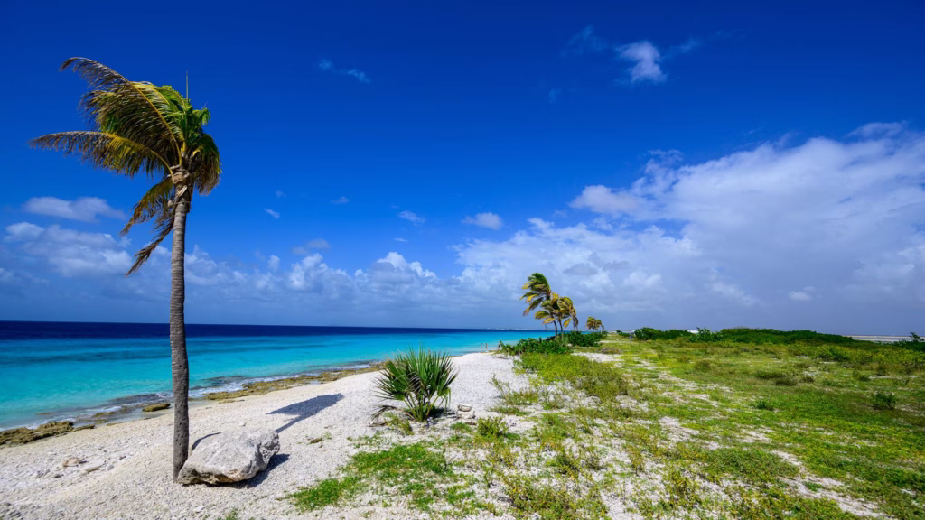 Bonaire Travel Tips: Best Tips Traveling After 40 2 tropical beach with palm trees in bonaire