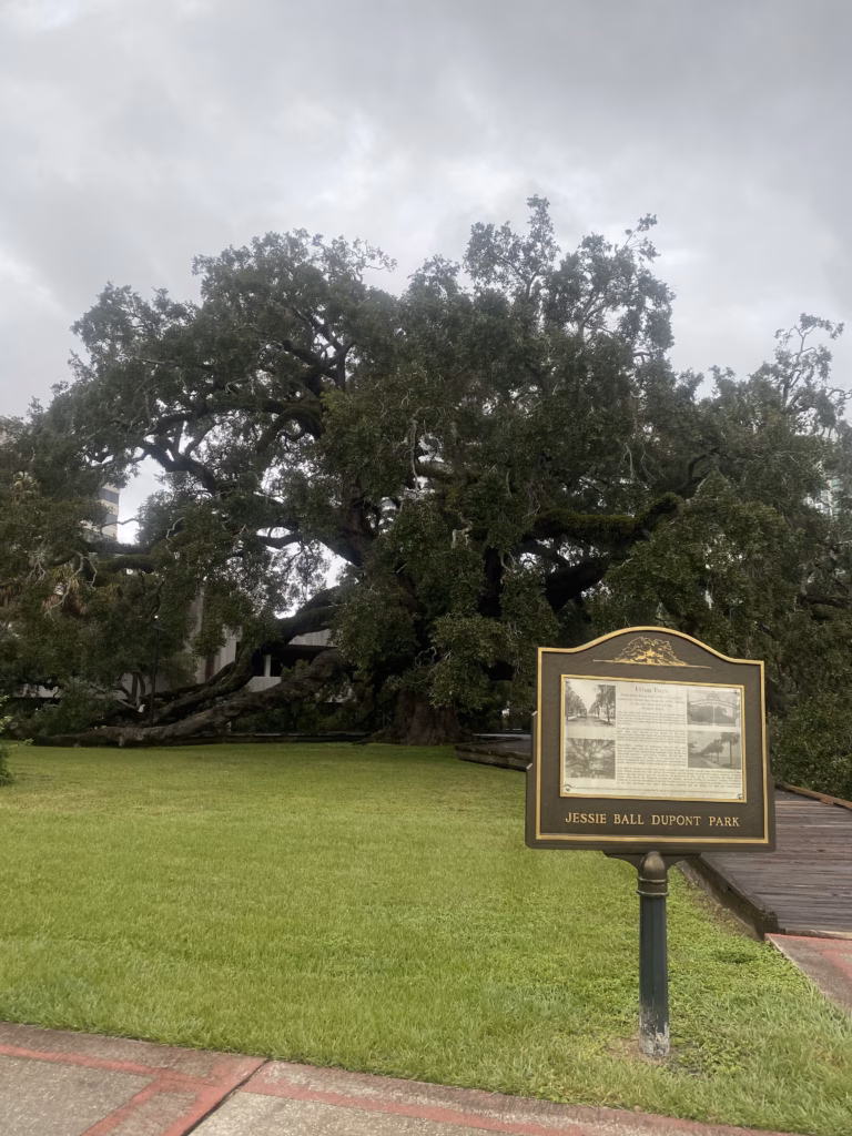 Que Hacer en Jacksonville en 3 Días 6 El Treaty Oak Tree, un árbol de 250 años considerado el ser vivo más antiguo de Jacksonville